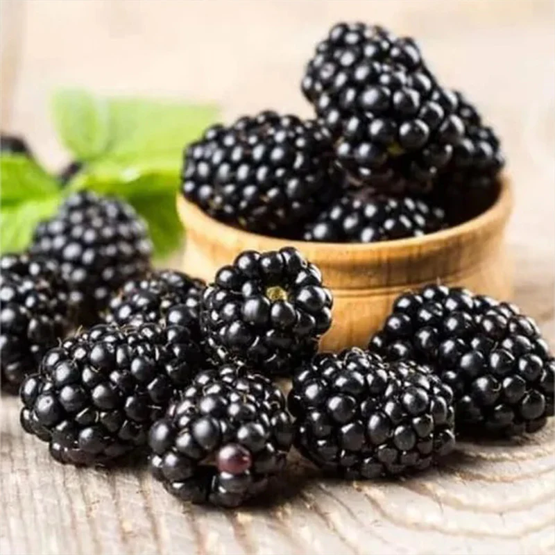 Sweet Giant Blackberry: Huge, Juicy Blackberries Await! - Image 4