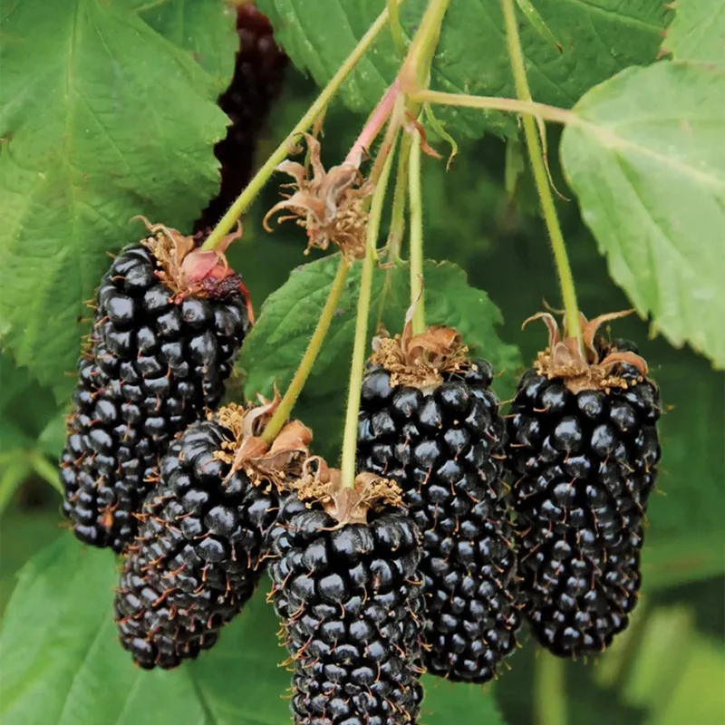 Sweet Giant Blackberry: Huge, Juicy Blackberries Await! - Image 5