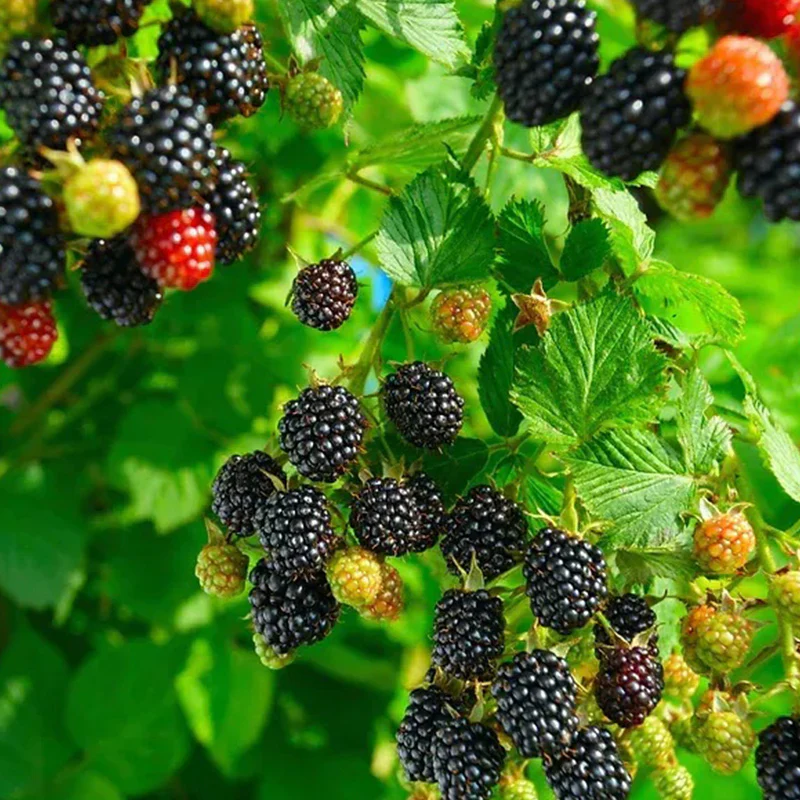 Sweet Giant Blackberry: Huge, Juicy Blackberries Await! - Image 6