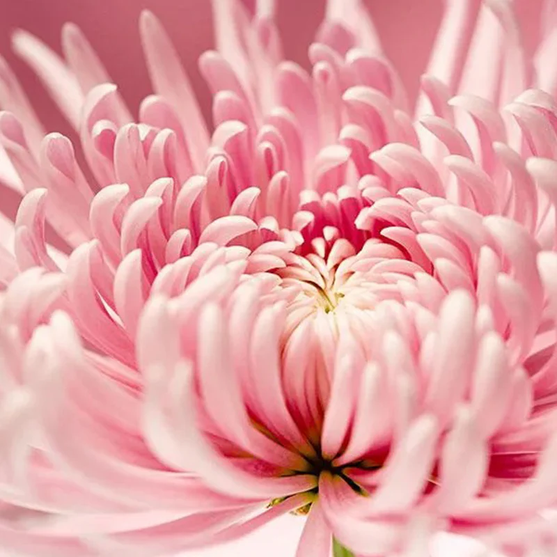 Sweet Pink Helichrysum Strawflower Seeds - Image 2