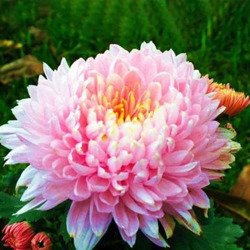 Sweet Pink Helichrysum Strawflower Seeds - Image 3