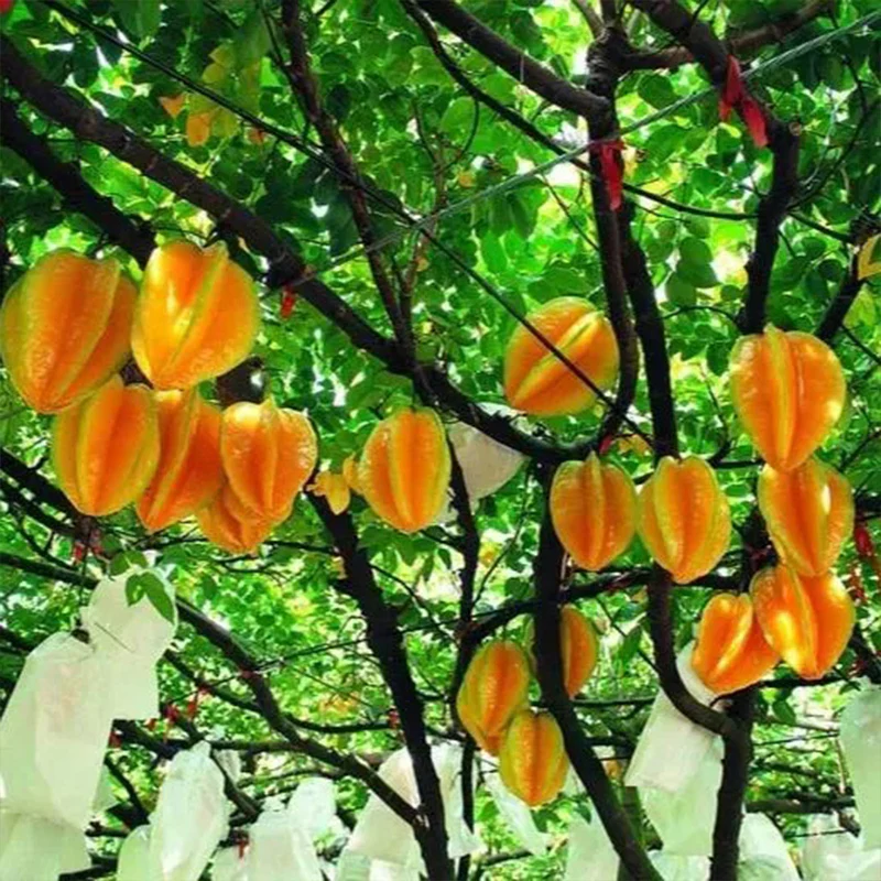 Sweet Starfruit Seeds-Four Seasons Potted - Image 3