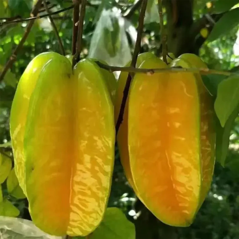 Sweet Starfruit Seeds-Four Seasons Potted - Image 5