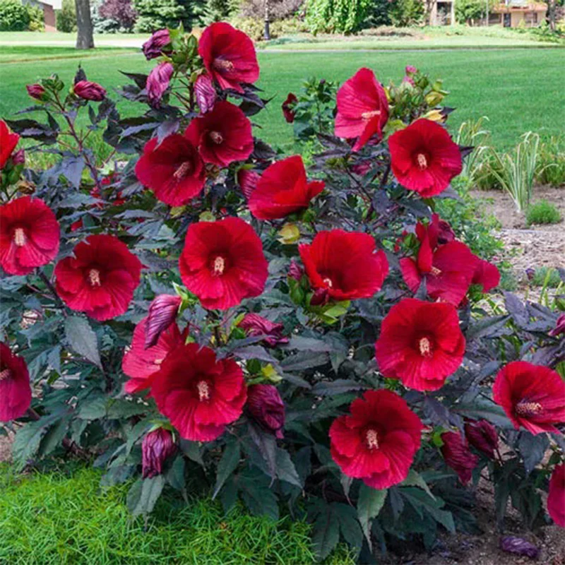 Sweet Sultry Hibiscus Collection - Image 2