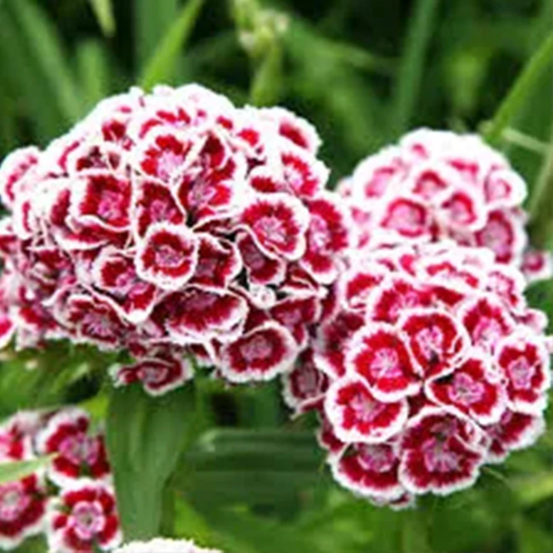 Sweet William Seeds - Indian Carpet Dwarf Single Mix - Image 3