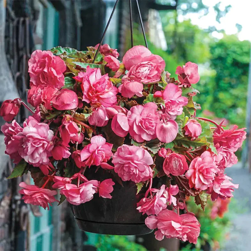 Switzerland Bloody Begonia Flower Seeds - Image 2