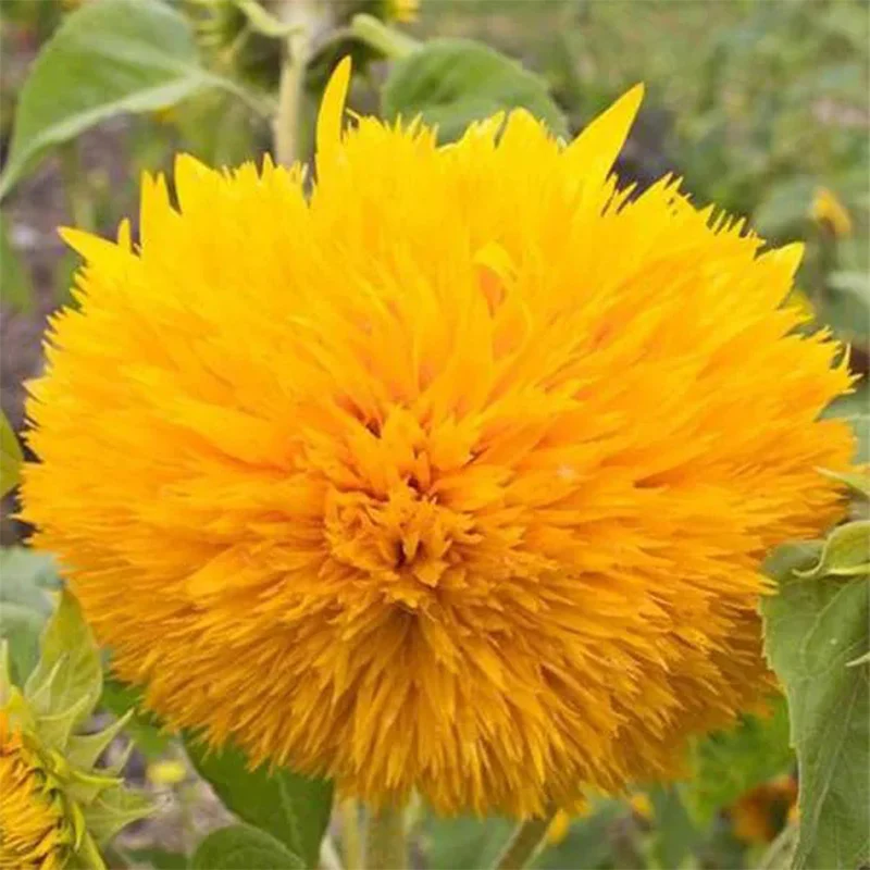 Teddy Bear Sunflower - Image 3