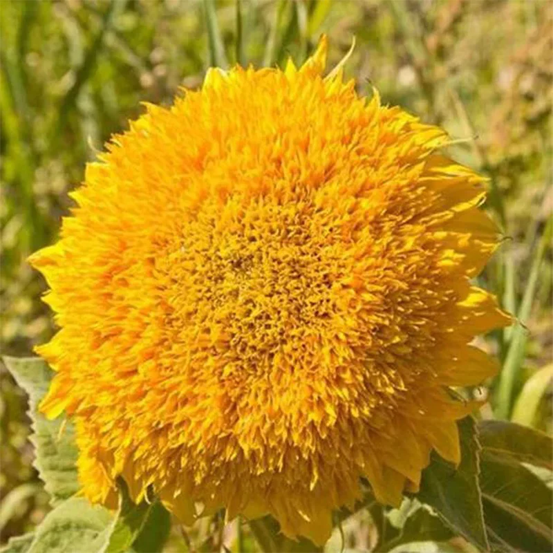 Teddy Bear Sunflower - Image 4