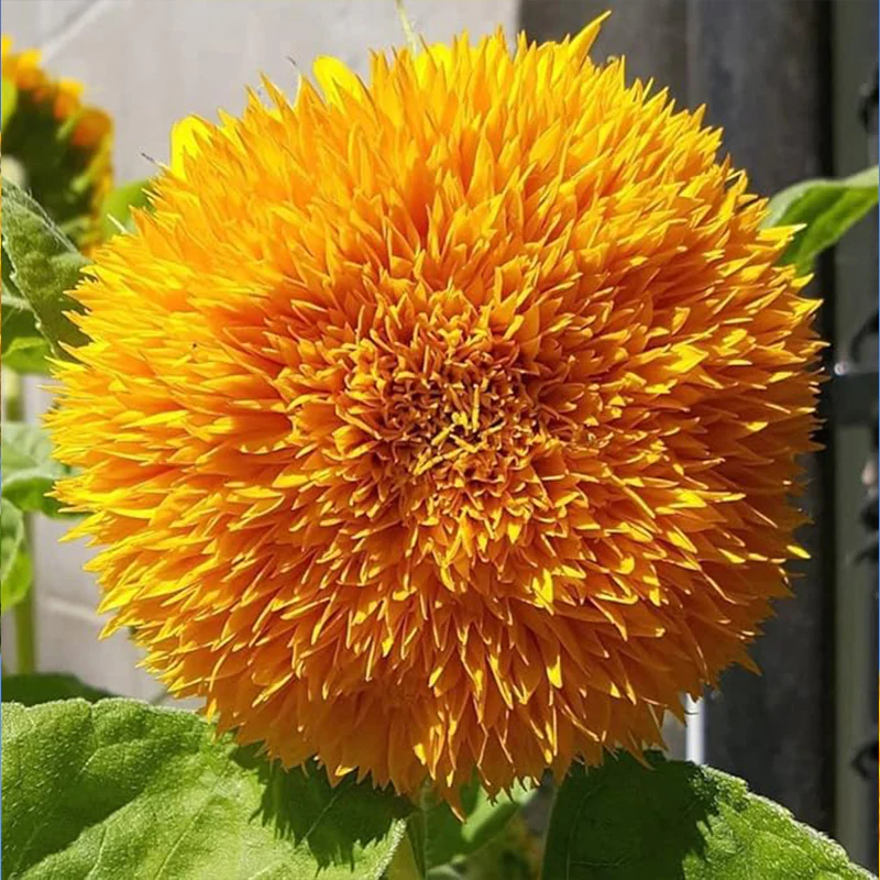 Teddy Bear Sunflower Seeds Exotic Garden Flower Sunflower Seeds for Planting Great for Hummingbirds and Butterflies - Image 2