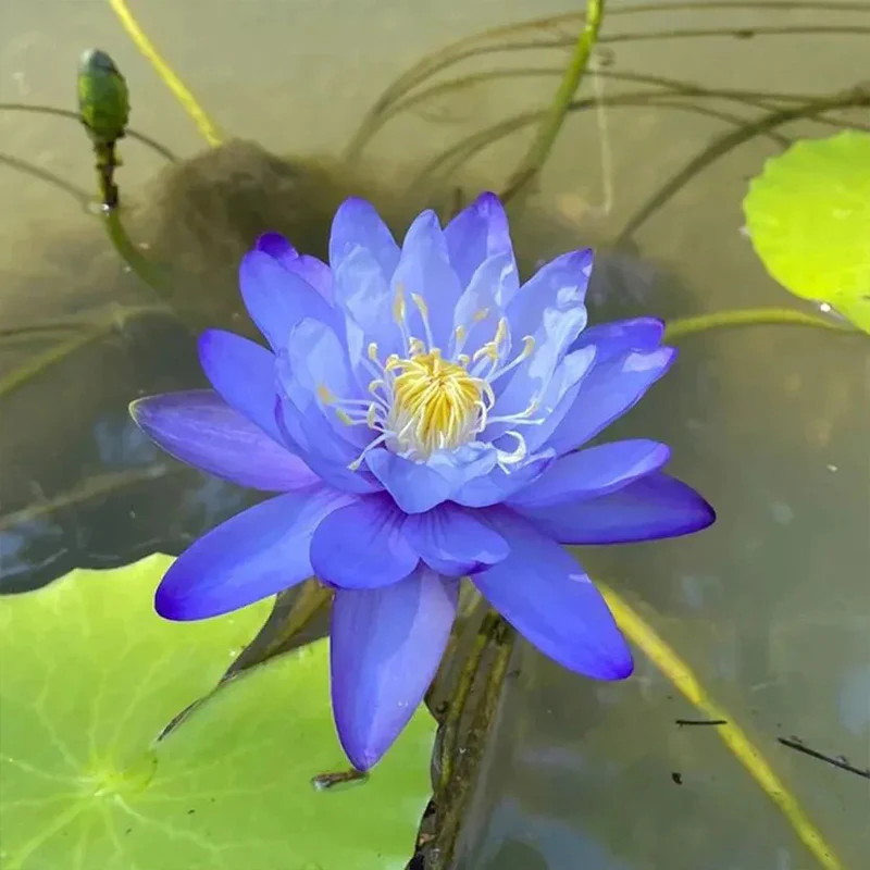 The Sacred Bonsai Lotus Flower - Image 6
