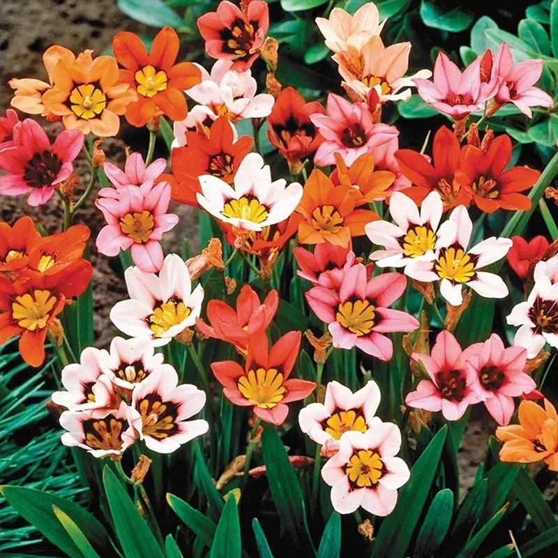 The Stunning Tricolor Wandflower Seeds Collection - Image 12