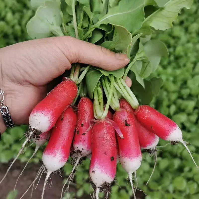 Thumb Fruit Radish Seeds - Image 5