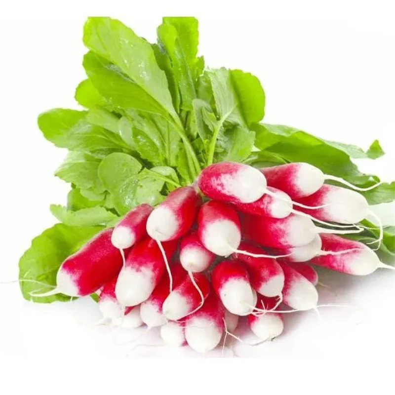 Thumb Fruit Radish Seeds - Image 9