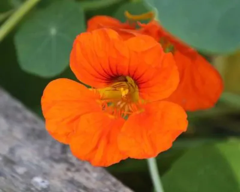 TROPAEOLUM MAJUS NANUM SINGLE MIX - Image 2