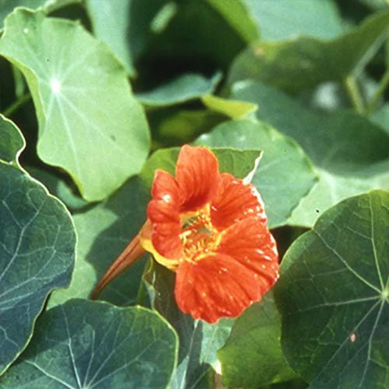 Tropaeolum Nasturtium Vesuvius Climbing, Vining, Flowering, Plants for Trellis, Fences, Arbors & More - Image 4