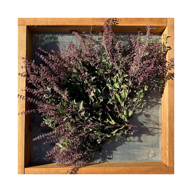Tulsi / Holy Basil: Rama - Image 3
