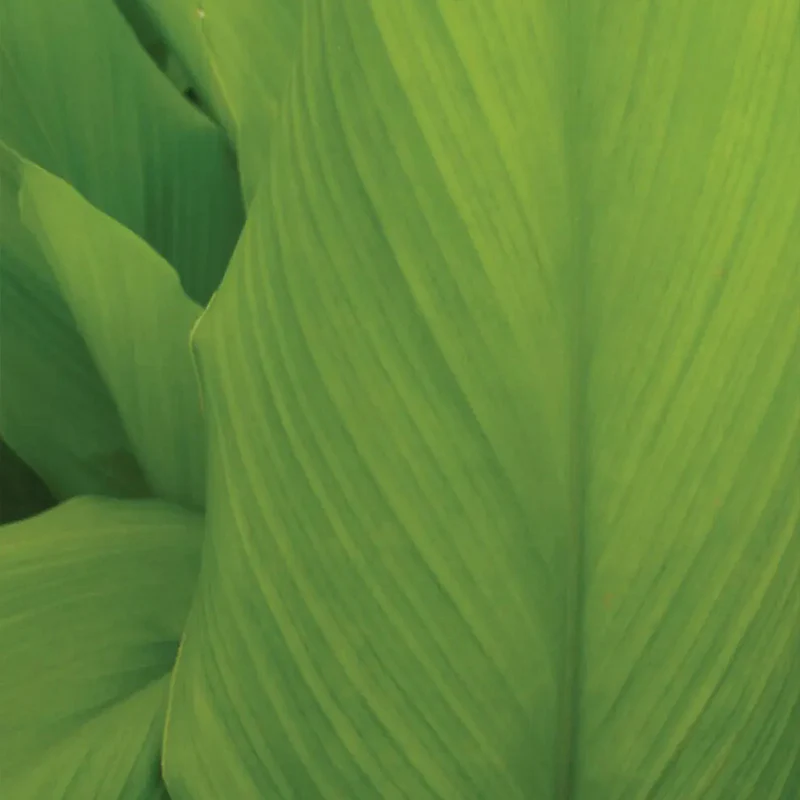Turmeric, Curcuma longa - Image 2