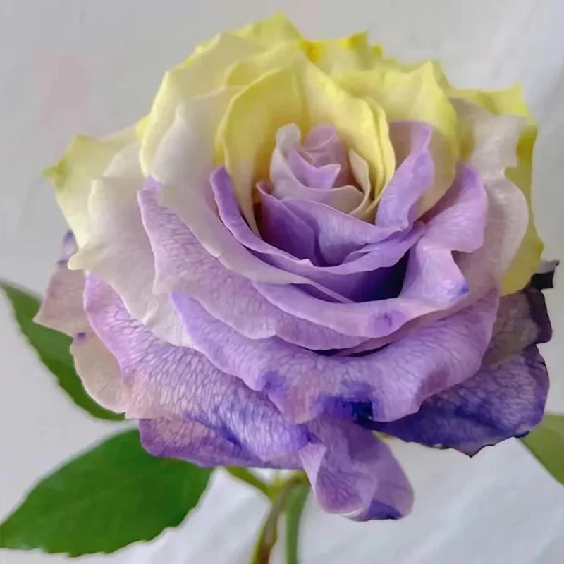 'Two-Color Glazed' Rose Seeds - Image 2