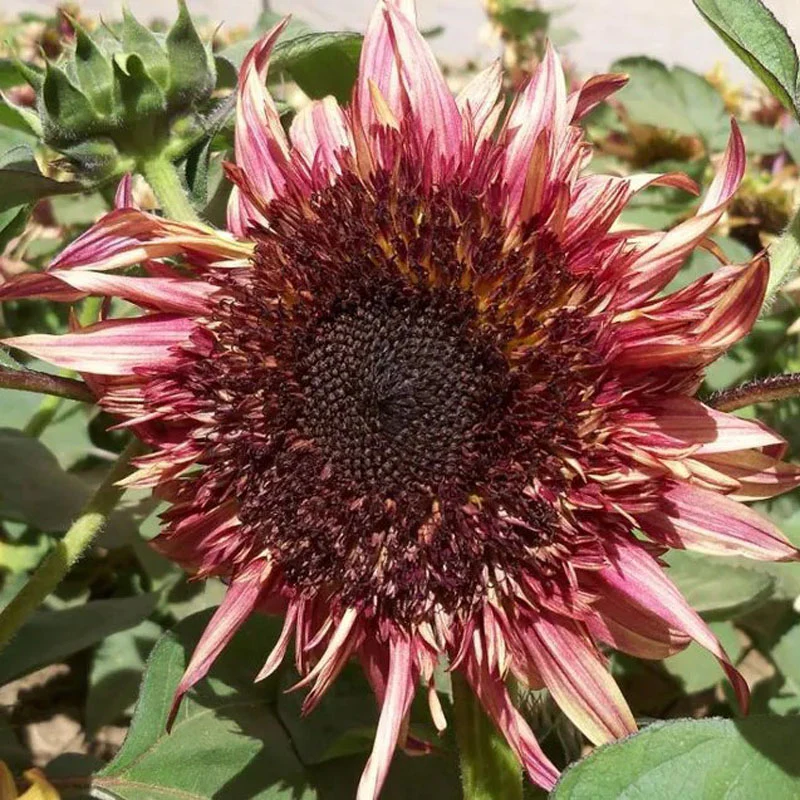 Uniquely different Double Dandy Sunflower Seeds