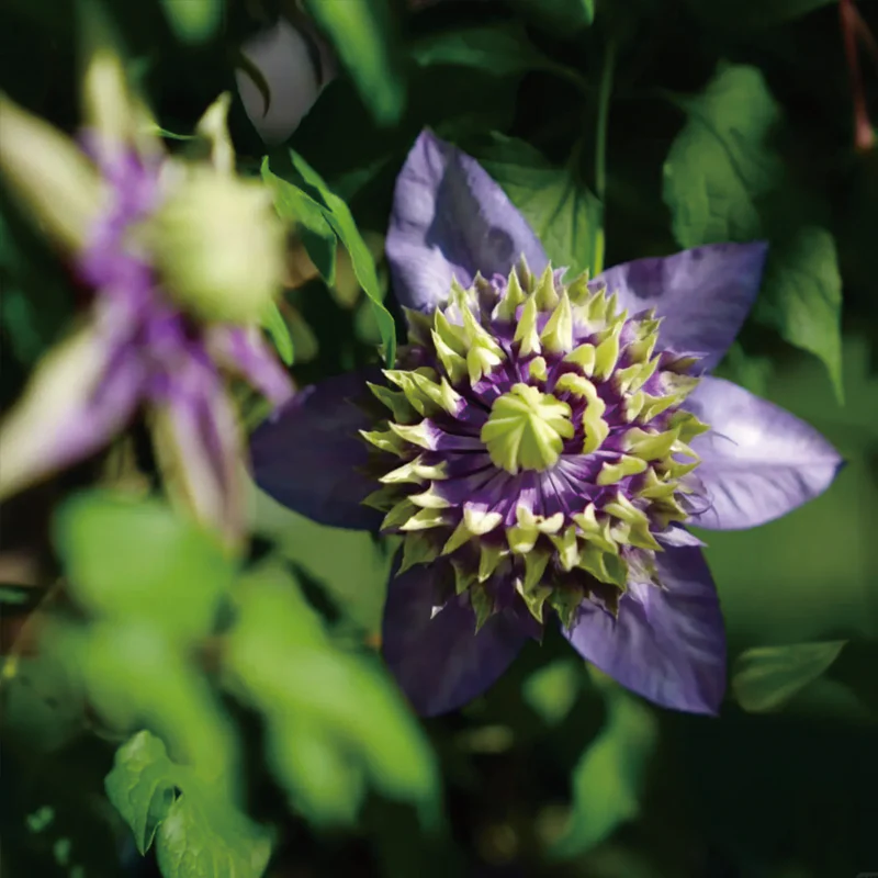 Clematis Taiga Seeds - Image 2