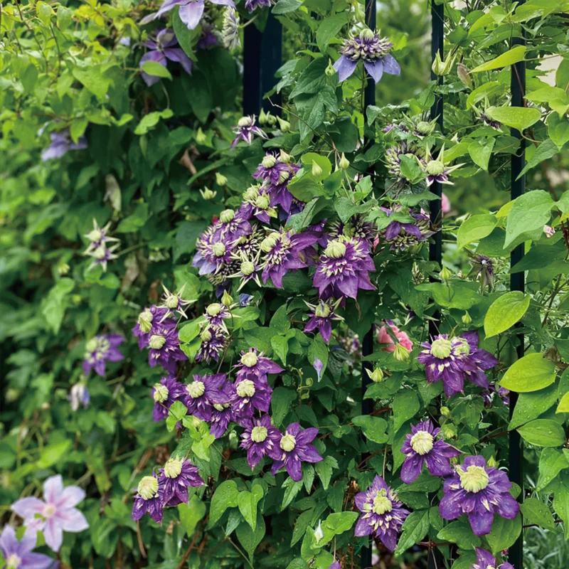 Clematis Taiga Seeds - Image 7