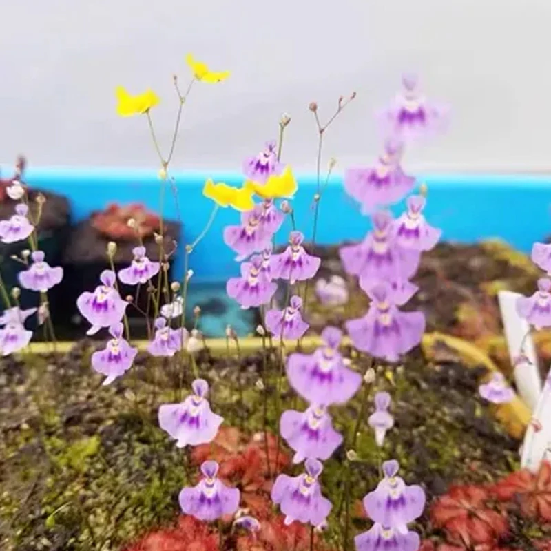 Utricularia sandersonii Seeds - Image 5