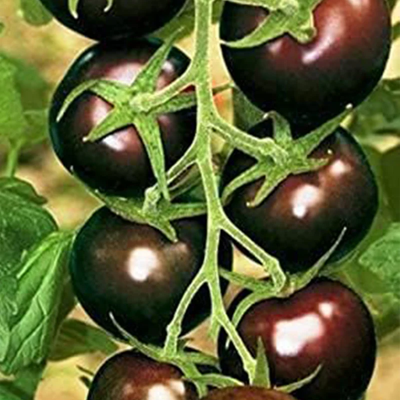 Vegetable Black Cherry Tomato For Planting Non GMO - Image 6