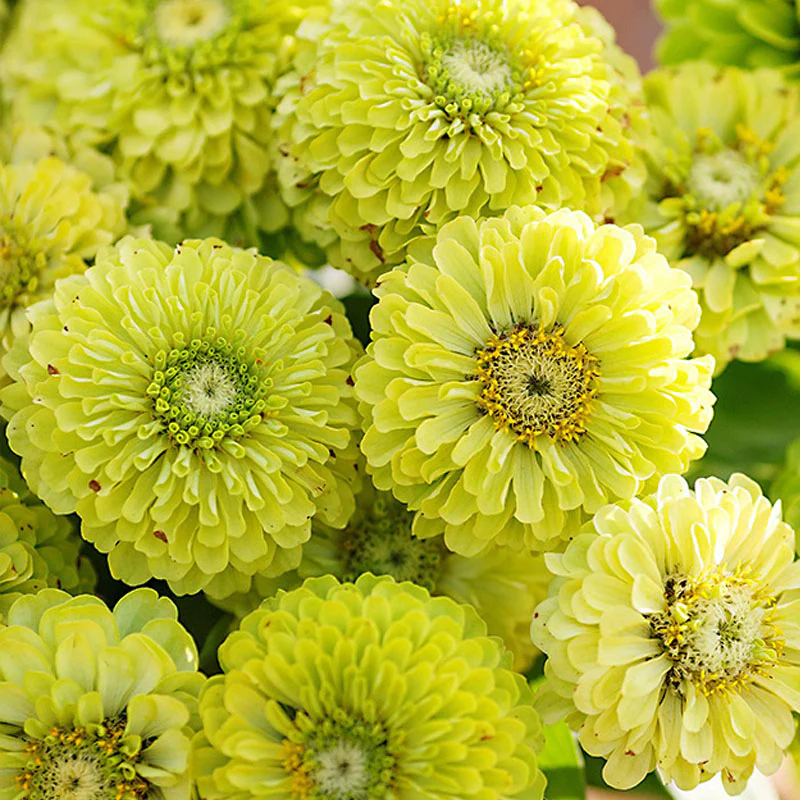 Vibrant Envy Zinnia Seeds - Image 3