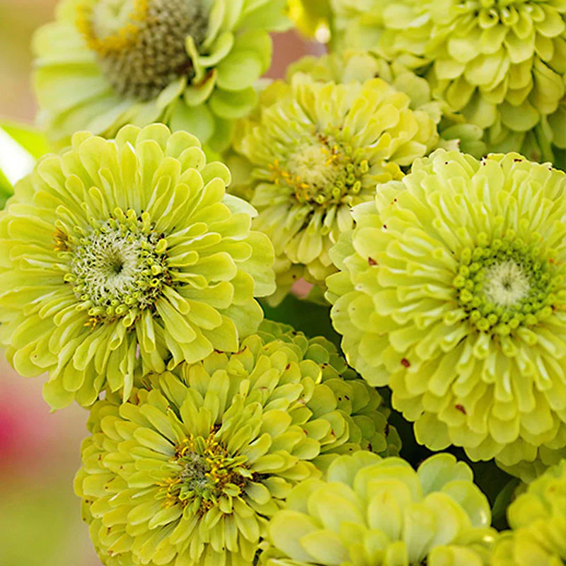 Vibrant Envy Zinnia Seeds - Image 4