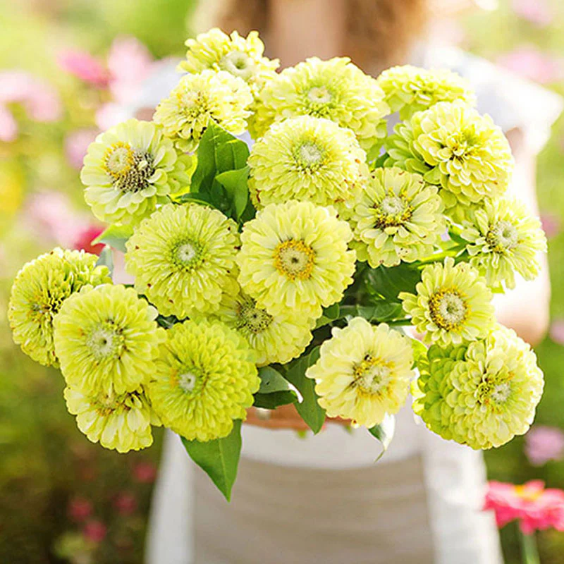 Vibrant Envy Zinnia Seeds - Image 5
