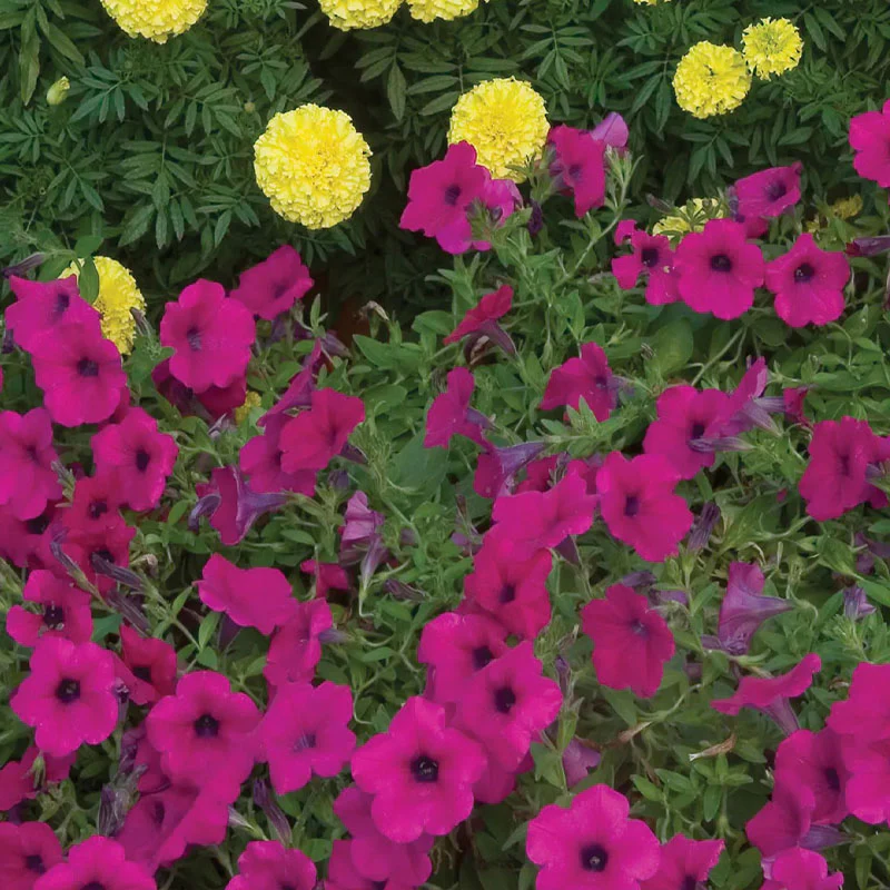 Wave Purple Petunia Seed Variety - Image 2