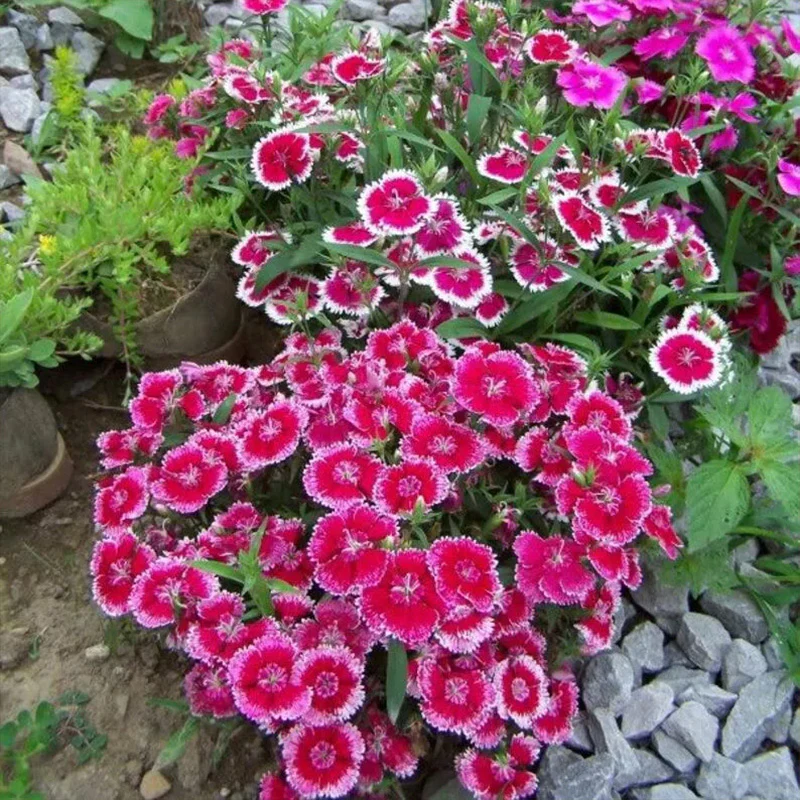 WEE Willie Dwarf SWEET WILLIAM Mixed Colors Dianthus Barbatus Flower Seeds - Image 3