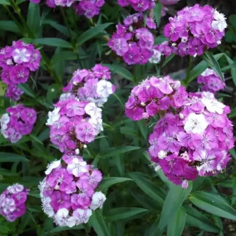 WEE Willie Dwarf SWEET WILLIAM Mixed Colors Dianthus Barbatus Flower Seeds - Image 8