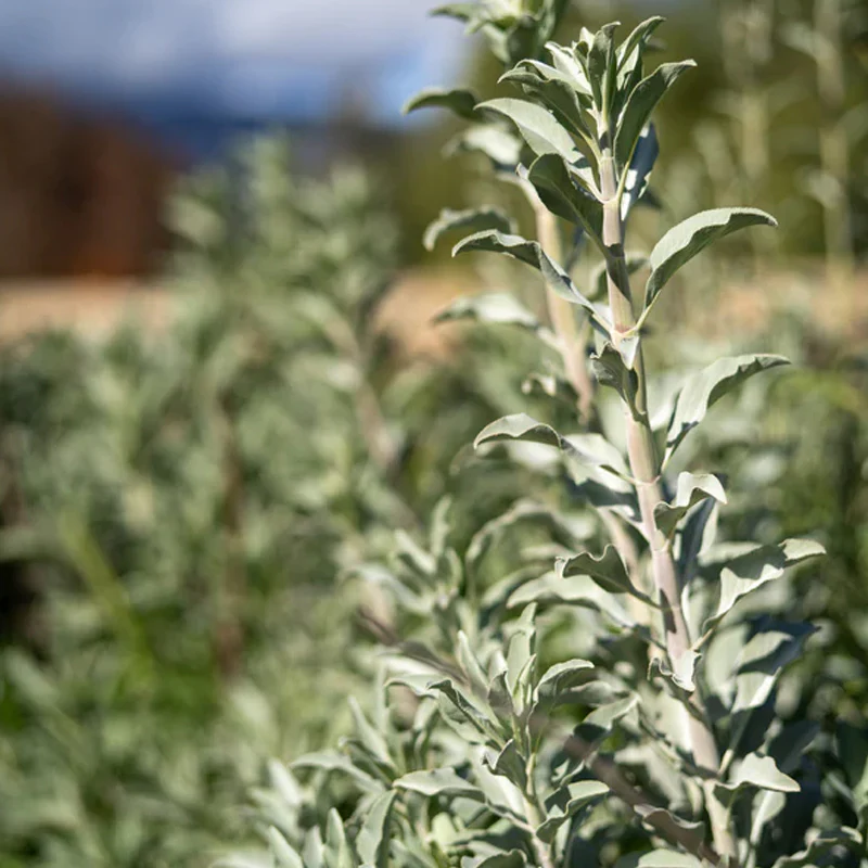 White Sage - Image 4