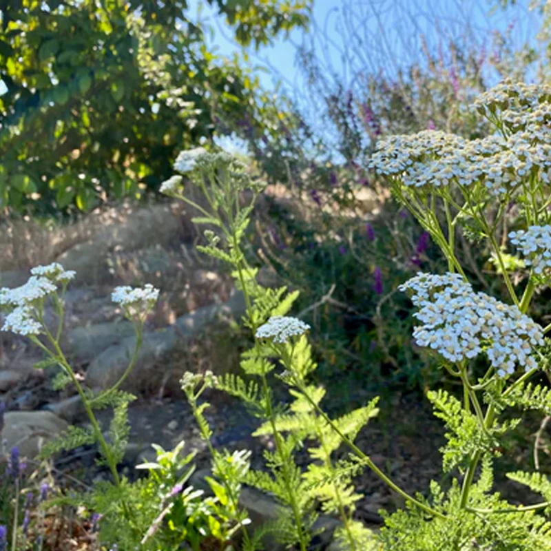 White Yarrow - Image 2
