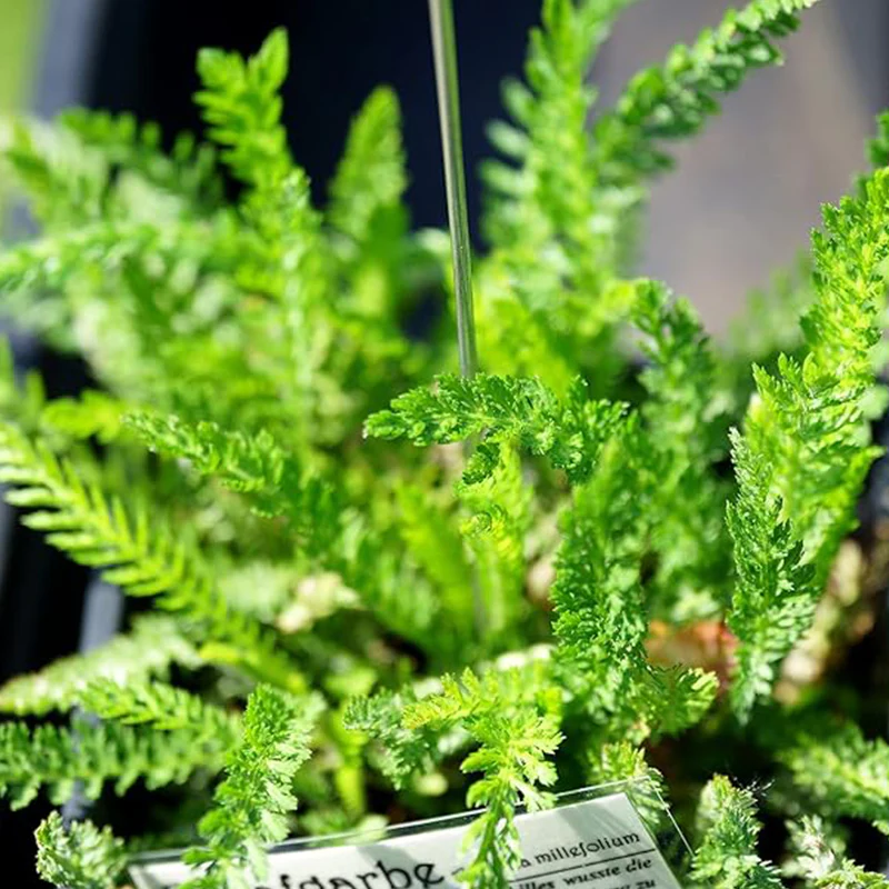 Yarrow Seeds for Planting White Flower - Image 3
