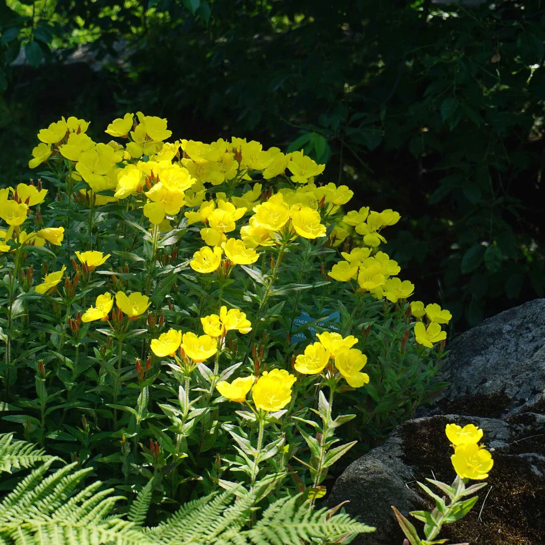 Yellow Evening Primrose Seeds - Image 2