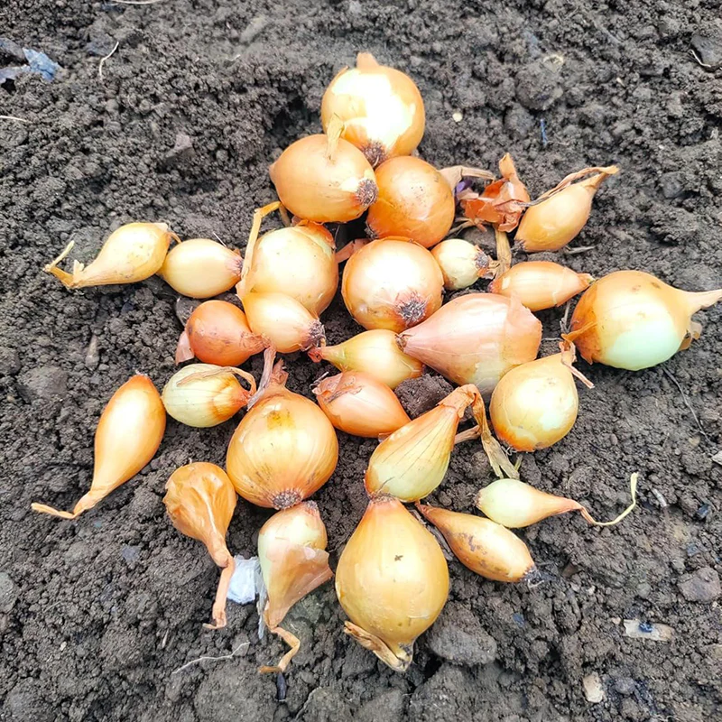 Yellow Stuttgarter Onion Sets Seeds,Noon Day Neutral Planting Set Growing Vegetable Scallion Green Seed - Image 2