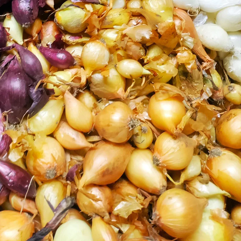 Yellow Stuttgarter Onion Sets Seeds,Noon Day Neutral Planting Set Growing Vegetable Scallion Green Seed - Image 5