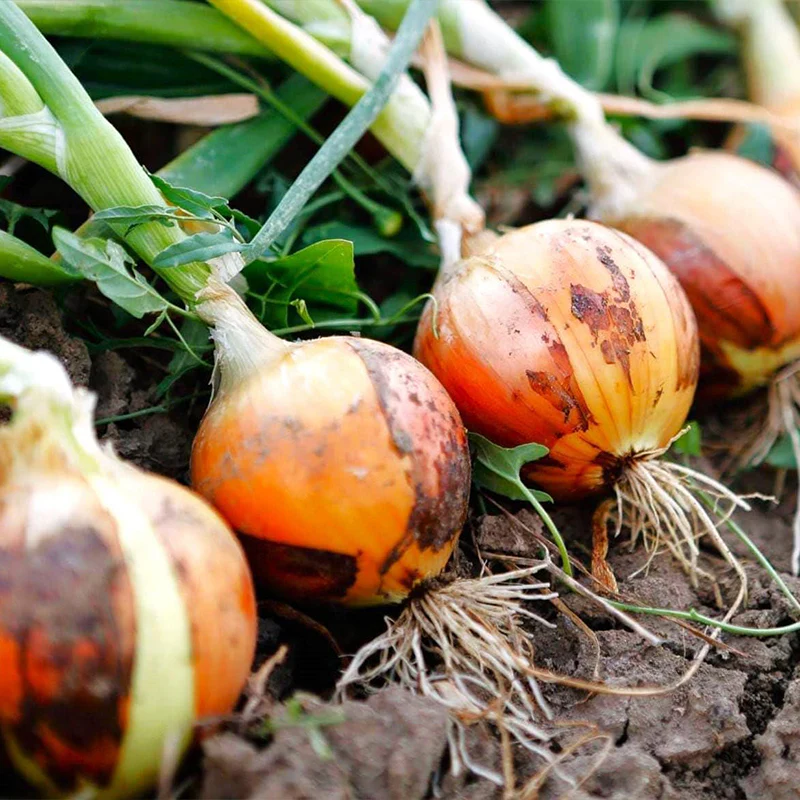 Yellow Stuttgarter Onion Sets Seeds,Noon Day Neutral Planting Set Growing Vegetable Scallion Green Seed - Image 6