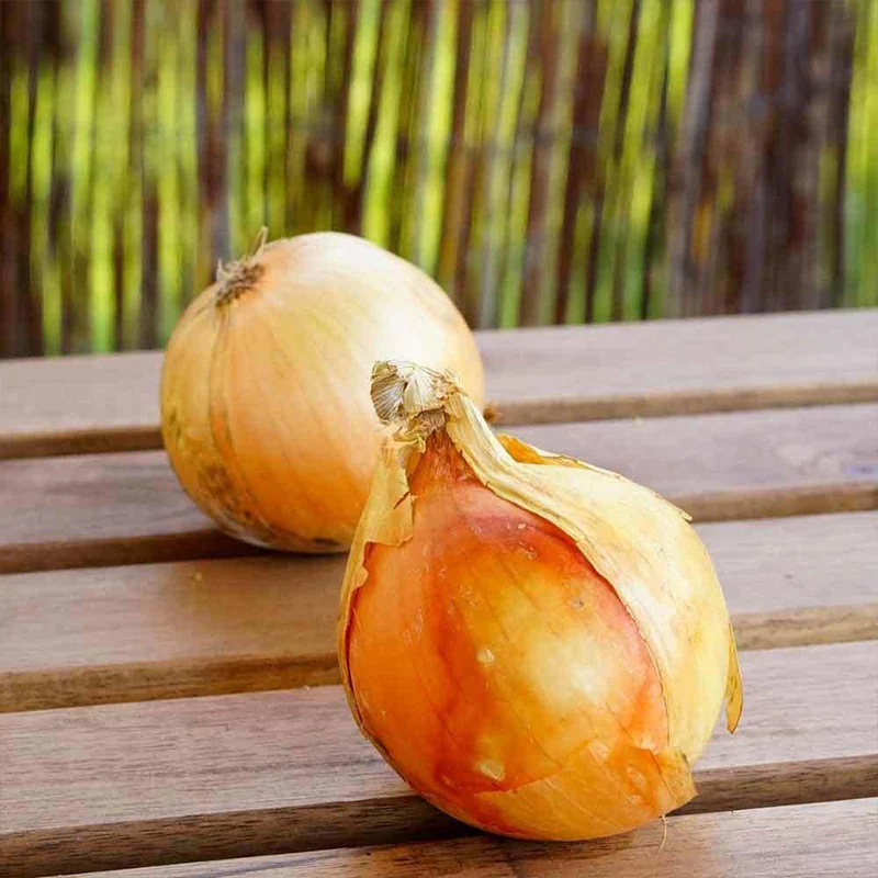 Yellow Stuttgarter Onion Sets Seeds,Noon Day Neutral Planting Set Growing Vegetable Scallion Green Seed - Image 7