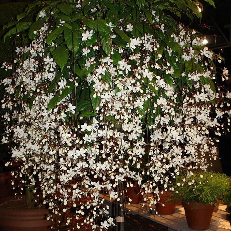 You Are My Life-Trailing Jasmine Flowers Seeds - Image 2